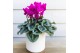 Cyclamen pers. midi Cyclamen mix in Simplicity pot copper gold white m 
