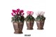Cyclamen pers. midi Cyclamen mix in Totem Mask pot 25 cm diameter 1 pp 