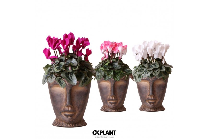 Cyclamen pers. midi Cyclamen mix in Totem Mask pot 25 cm diameter 1 pp 
