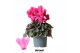 Cyclamen pers. midi super serie rembrandt Cyclamen Rembrandt pink 25 c 