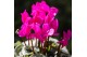 Cyclamen pers. midi super serie rembrandt Cyclamen Rembrandt pink 25 c 