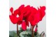 Cyclamen pers. midi super serie rembrandt Cyclamen Rembrandt red white 