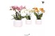 Phalaenopsis mix Kolibri Orchids Phalaenopsis Jewel mix in Maze pot18  