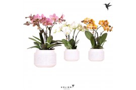 Phalaenopsis mix Kolibri Orchids Phalaenopsis Jewel mix in Maze pot18 