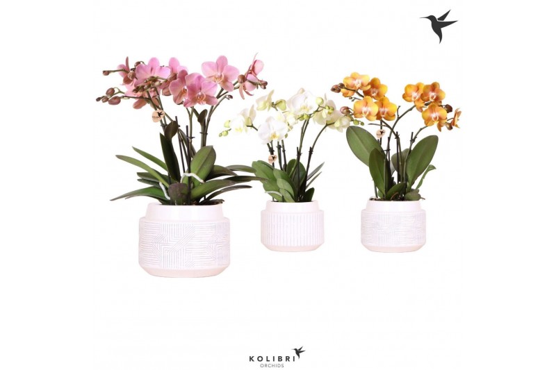Phalaenopsis mix Kolibri Orchids Phalaenopsis Jewel mix in Maze pot18  