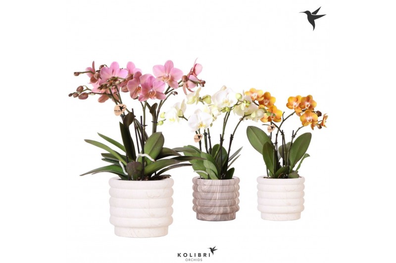 Phalaenopsis mix Kolibri Orchids Phalaenopsis Jewel mix in Marble pot  