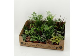 Kamerplanten mix + showdoos M-24 Mixplant showdoos