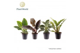 Philodendron Philodendron gemengd div. soorten P12 1 pp