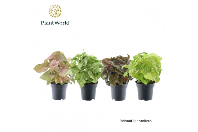 Syngonium mix Syngonium gemengd 1 pp 