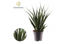 Sansevieria kirkii friends