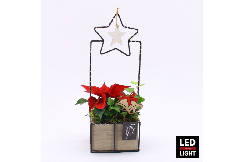 Arrangementen euphorbia pulcherrima POCR-2512LED Poinsettia creatie 2  