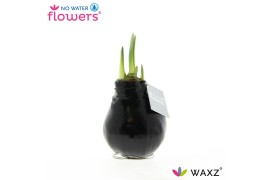 Hippeastrum gewaxt No Water Flowers Waxz® Black 2 tak/plnt