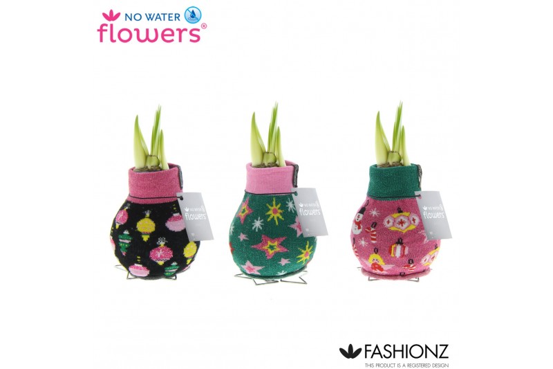 Hippeastrum gewaxt No Water Flowers® Fashionz Patternz Disco 2 tak/pln 