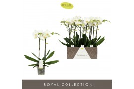 Phalaenopsis wit Maistro White 2 spike 70 cm 18 bl. 2 tak/plnt