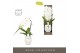 Phalaenopsis wit Formidablo Niagara Falls in Abruzzo White Aquo Showdo 