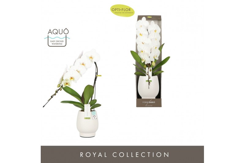 Phalaenopsis wit Formidablo Niagara Falls in Abruzzo White Aquo Showdo 