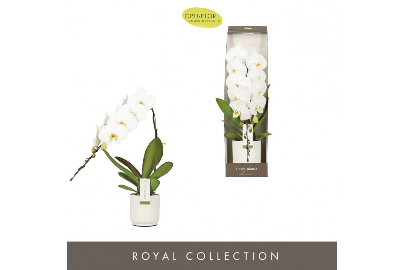 Phalaenopsis wit Formidablo Niagara Falls in Lazio White Showdoos 12 b 