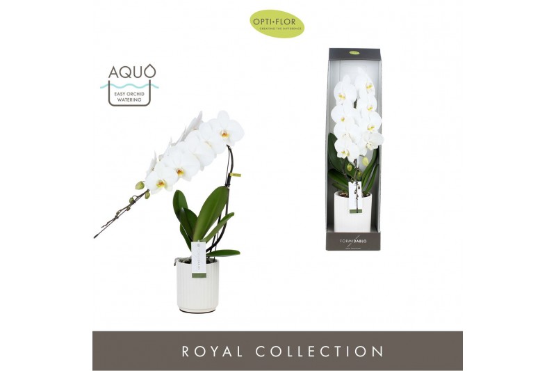 Phalaenopsis wit Formidablo Niagara Falls in Molise White Aquo Showdoo 