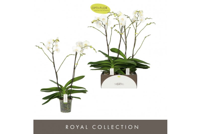 Phalaenopsis wit Theatro Classico 2 spike 14 bl. 2 tak/plnt 2000 gram 