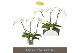 Phalaenopsis wit Theatro Classico 3 spike 24 bl. 3 tak/plnt 2000 gram