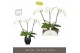 Phalaenopsis wit Theatro Classico 3 spike in Abruzzo Black Aquo 24 bl. 
