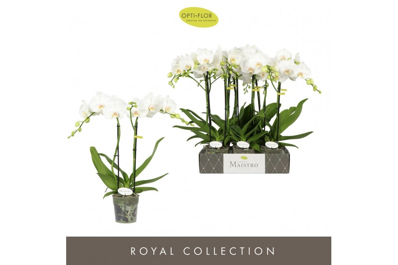 Phalaenopsis wit Maistro Mozart 2 spike 60 cm 18 bl. 2 tak/plnt 