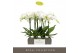 Phalaenopsis wit Maistro Mozart 2 spike 60 cm 18 bl. 2 tak/plnt 