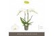 Phalaenopsis wit Maistro Mozart 2 spike 60 cm 18 bl. 2 tak/plnt 
