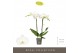 Phalaenopsis wit Maistro Mozart 2 spike 50 cm 18 bl. 2 tak/plnt 