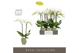 Phalaenopsis wit Maistro Mozart 2 spike 50 cm in Emilia Green Aquo 18 