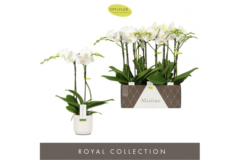 Phalaenopsis wit Maistro Mozart 2 spike 50 cm in Lazio White 18 bl. 2  
