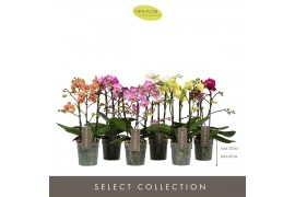 Phalaenopsis mix multiflora Optimost & Exclusivo Mix 4 spike 24 bl. 4 