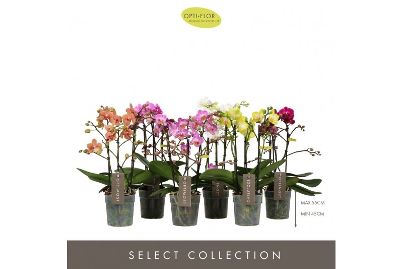 Phalaenopsis mix multiflora Optimost & Exclusivo Mix 4 spike 24 bl. 4  