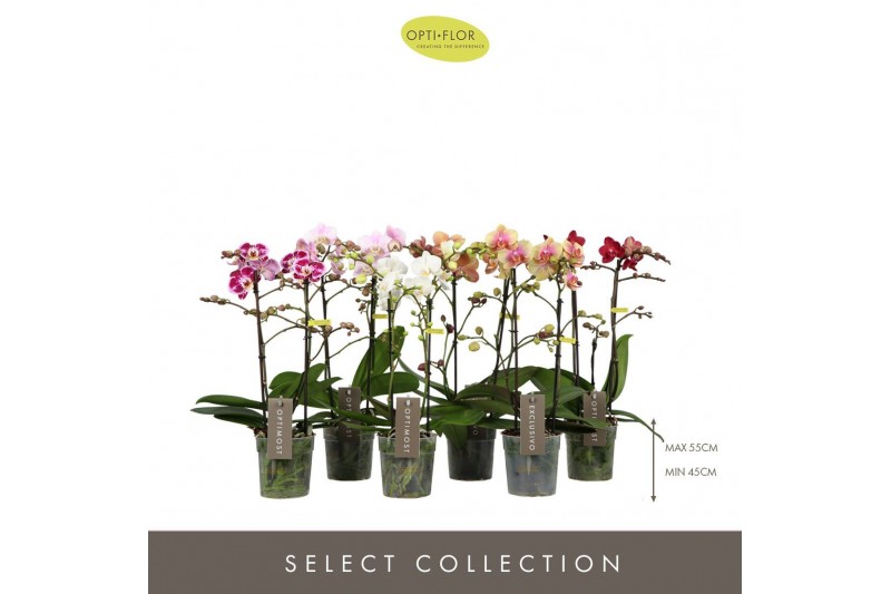 Phalaenopsis mix multiflora Optimost & Exclusivo Mix 2 spike 15 bl. 2  
