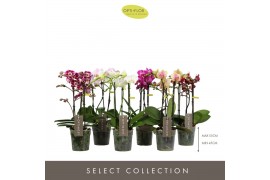 Phalaenopsis mix multiflora Optimost & Exclusivo Mix 3 spike 18 bl. 3 