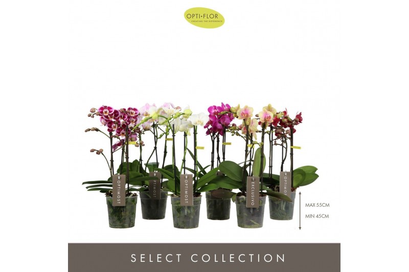 Phalaenopsis mix multiflora Optimost & Exclusivo Mix 3 spike 18 bl. 3  