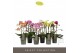 Phalaenopsis mix multiflora Optimost & Exclusivo Mix 3 spike 18 bl. 3  