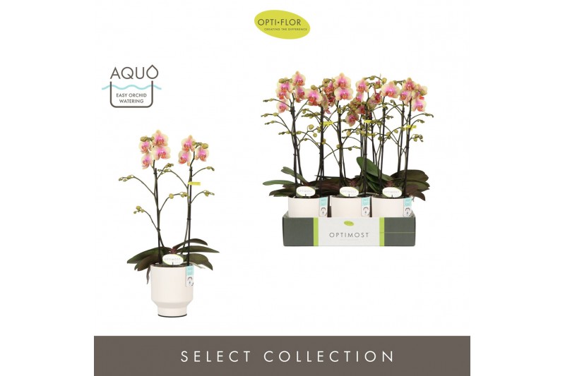 Phalaenopsis multiflora geel Optimost Belle Helene 2 spike in Emilia W 