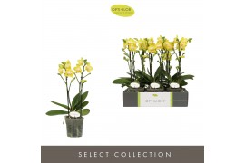 Phalaenopsis multiflora anthura arezzo Optimost Arezzo 2 spike 25 bl. 