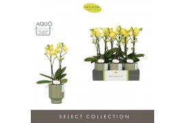 Phalaenopsis multiflora anthura arezzo Optimost Arezzo 2 spike in Emil