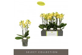 Phalaenopsis multiflora anthura arezzo Optimost Arezzo 3 spike 35 bl. 