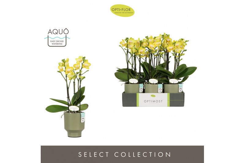 Phalaenopsis multiflora anthura arezzo Optimost Arezzo 3 spike in Emil 