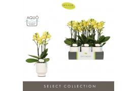 Phalaenopsis multiflora anthura arezzo Optimost Arezzo 3 spike in Emil