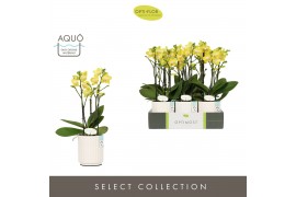 Phalaenopsis multiflora anthura arezzo Optimost Arezzo 3 spike in Moli