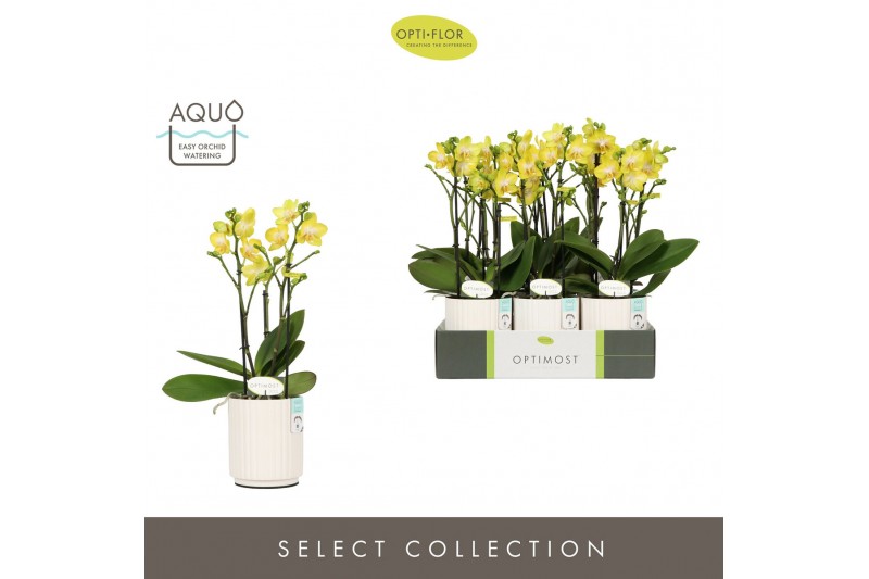 Phalaenopsis multiflora anthura arezzo Optimost Arezzo 3 spike in Moli 