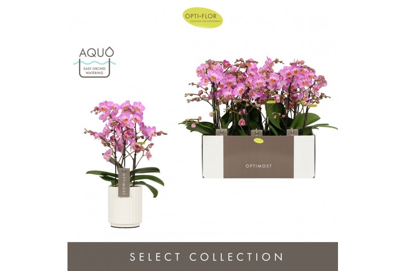 Phalaenopsis multiflora honeybee Optimost Honeybee 3 spike in Molise W 