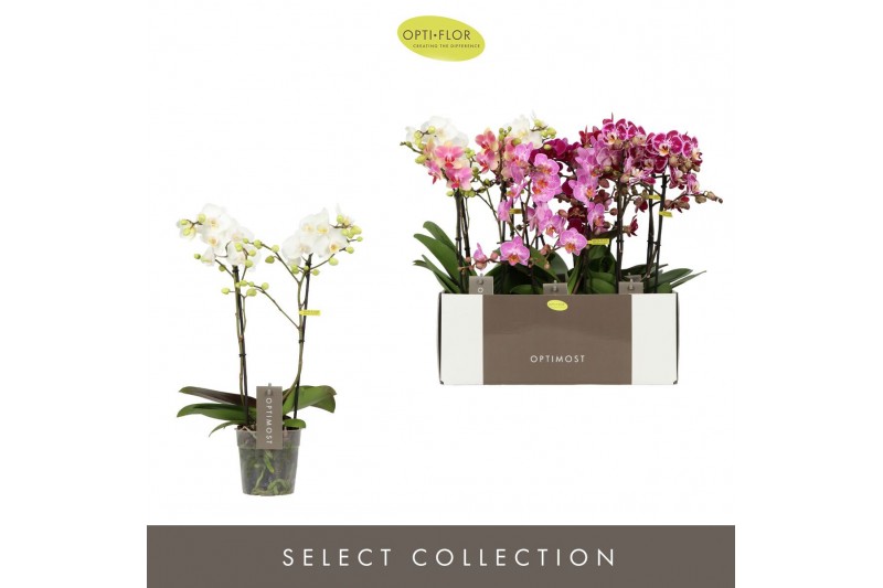 Phalaenopsis mix multiflora Optimost Mix 2 spike 25 bl. 2 tak/plnt 500 