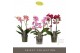 Phalaenopsis mix multiflora Optimost Mix 2 spike 25 bl. 2 tak/plnt 500 