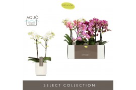 Phalaenopsis mix multiflora Optimost Mix 2 spike in Molise White Aquo 