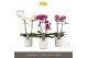 Phalaenopsis mix multiflora Optimost Mix 2 spike in Molise White Aquo  